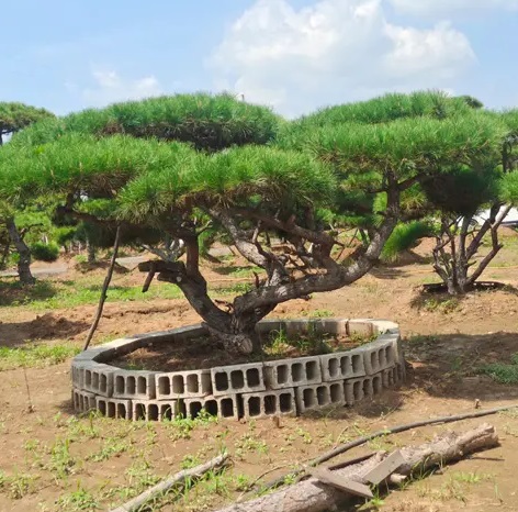 萊蕪造型松栽植之后應(yīng)該如何管理？