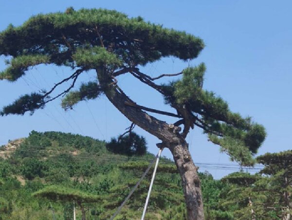 萊蕪造型油松造林選地很重要，撫育管理要記牢！